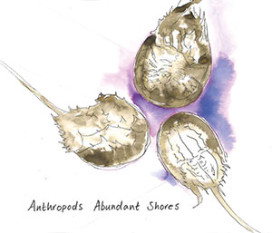 Review of Anthropods: Abundant Shores