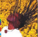 Review of Geoffrey Oryema: Exile