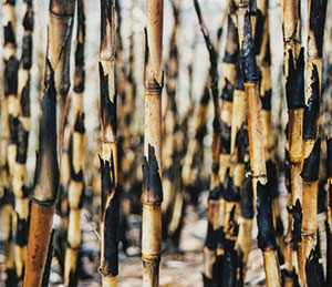 Review of Songs From The Cane Fields (20th Anniversary Deluxe Edition)